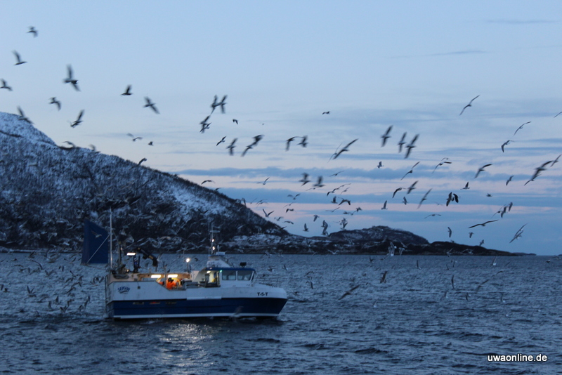 Möwen begleiten ein Fischerboot an der norwegischen Küste bei der Insel Sommaroy
